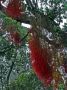 10VolcanoNP - 82 * Flowering tree